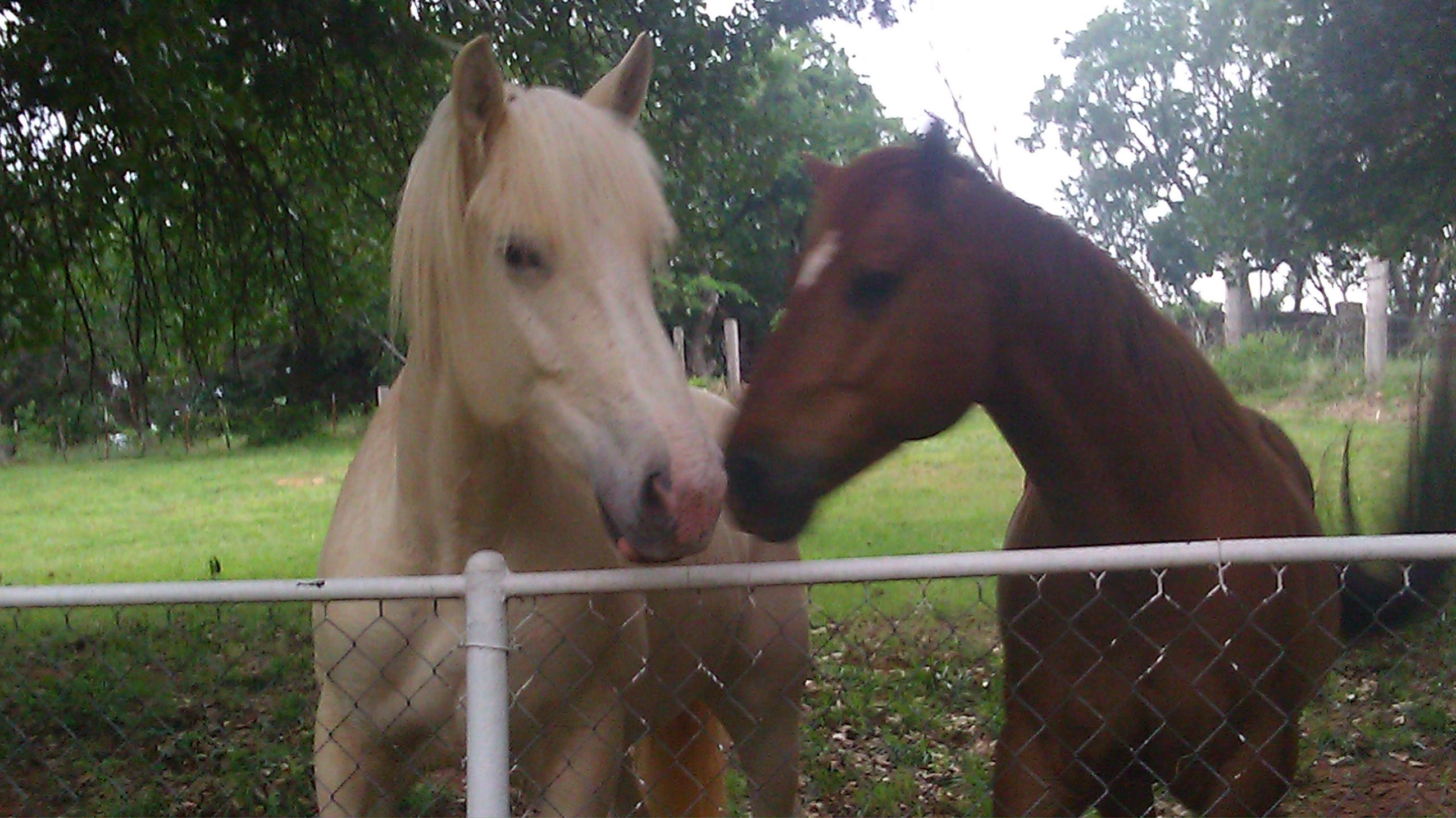 Looking for owner of these two horses on my property
