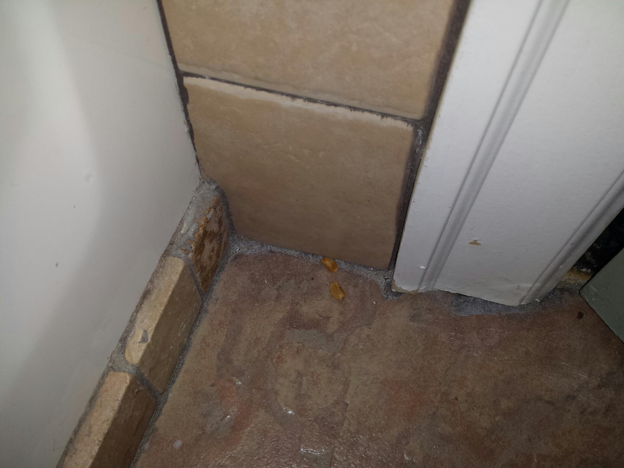 Bathroom floor with previous occupants peanuts in the corner