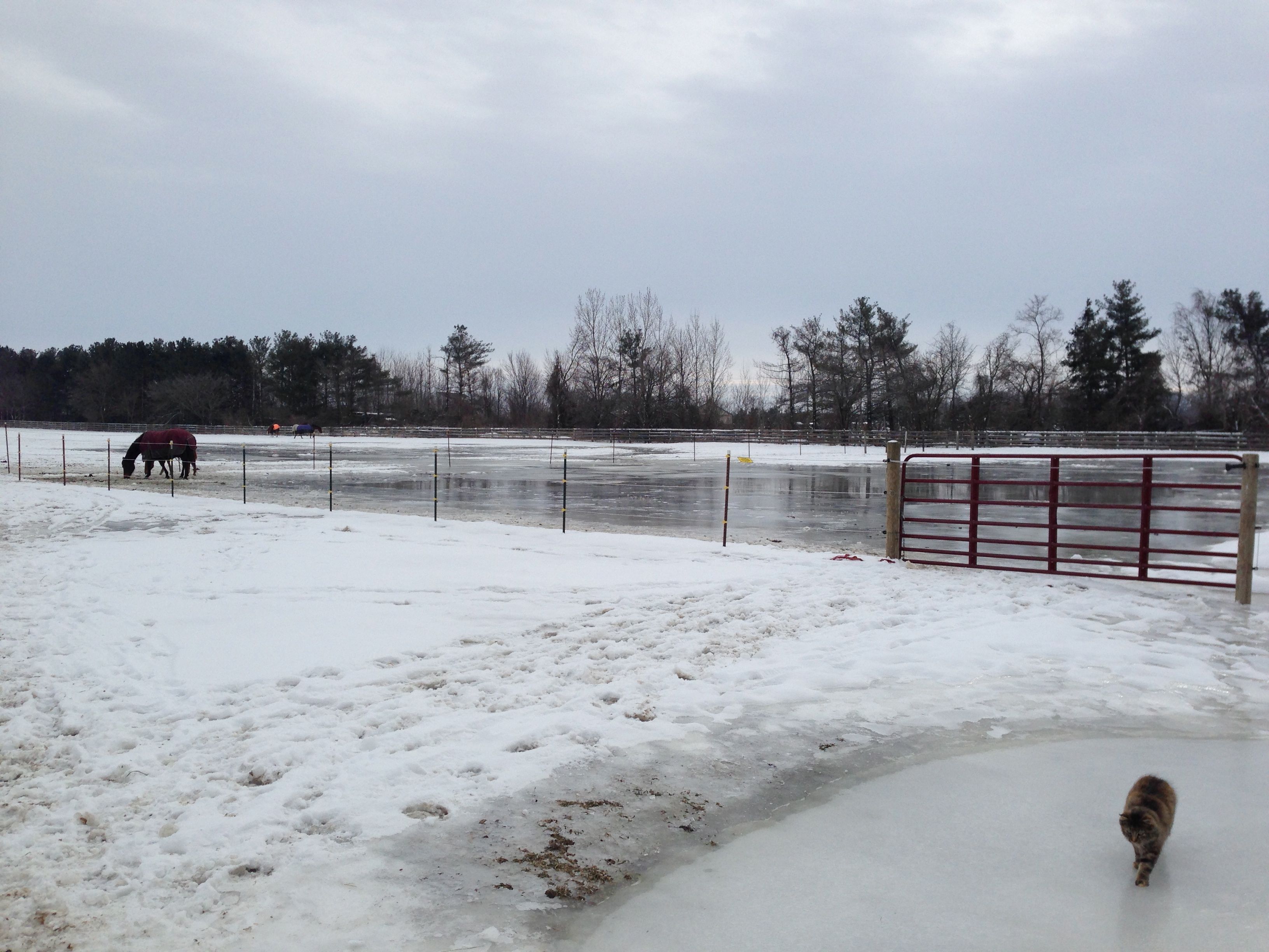 Horses turned out in ice paddock