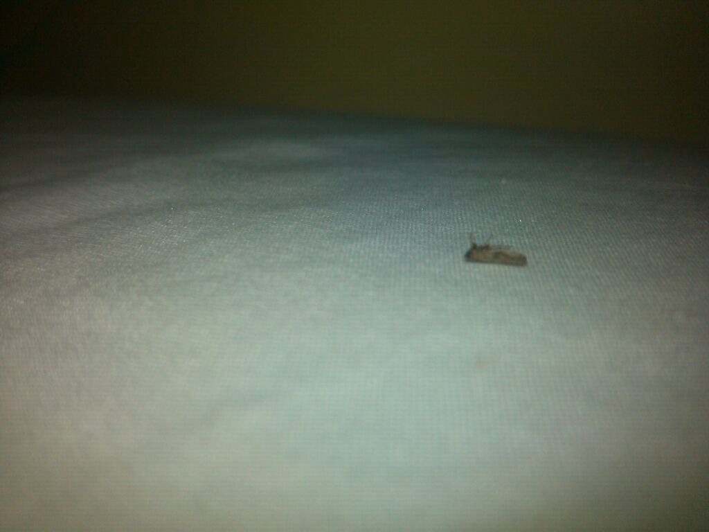 Bug on the bed...& it didn't chip in on the bill..geez