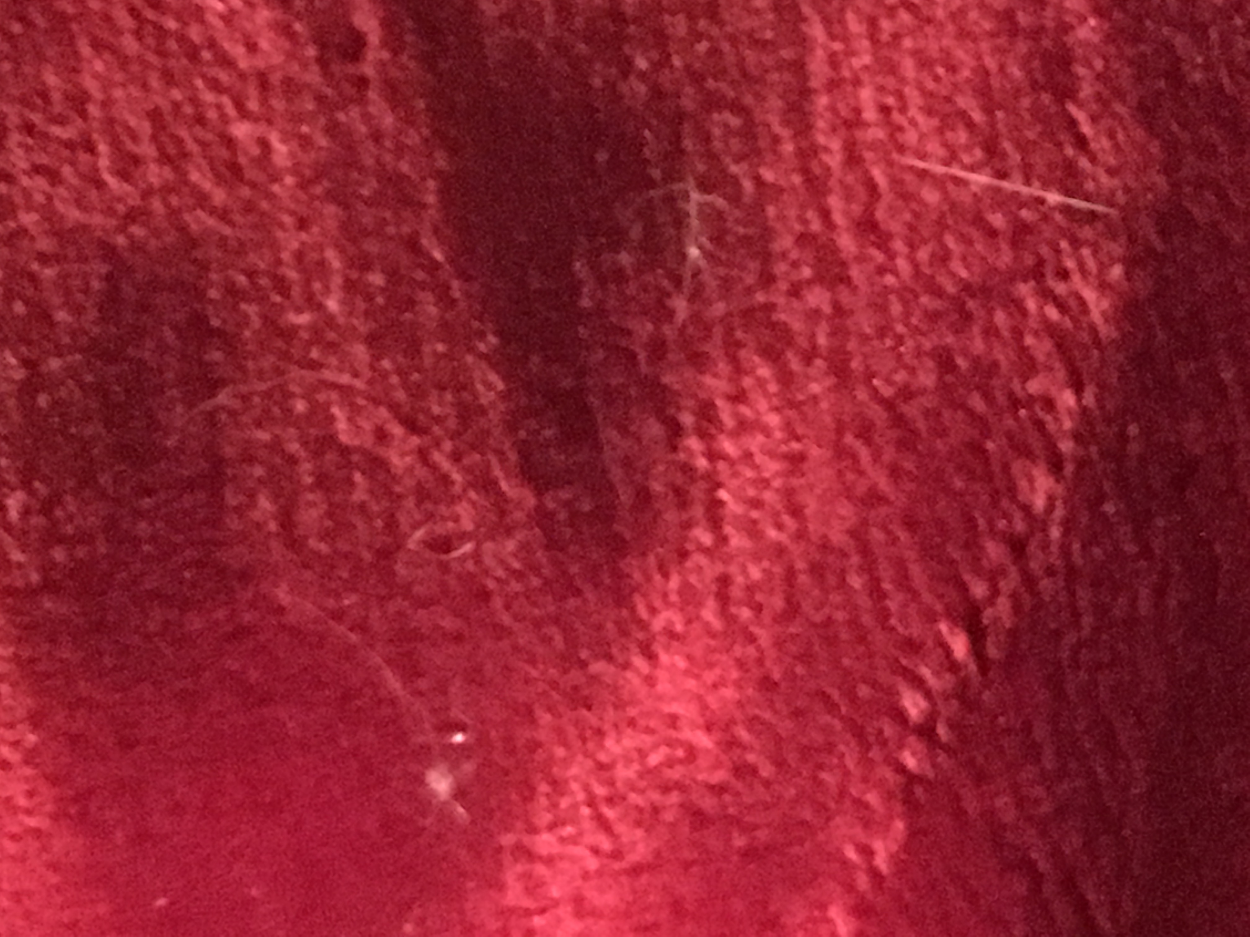 dog hairs on bed spread