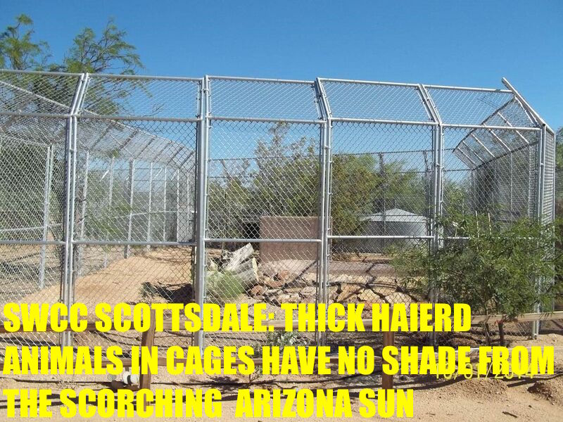 SWCC Cruel Cages and NO Shade
