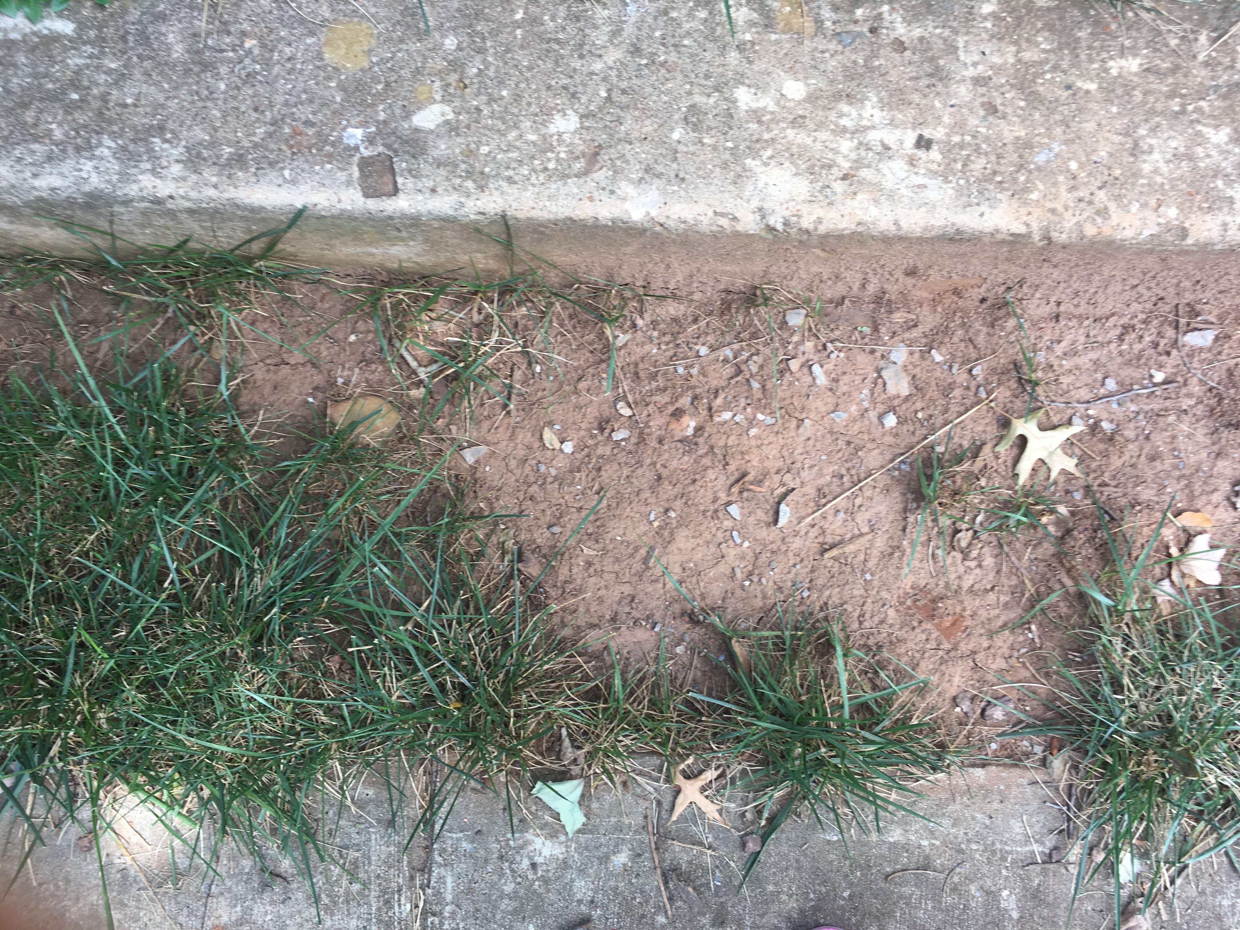 5 years - I have requested that TruGreen SEED along the sidewalk in front of my house. ??? For real?!
