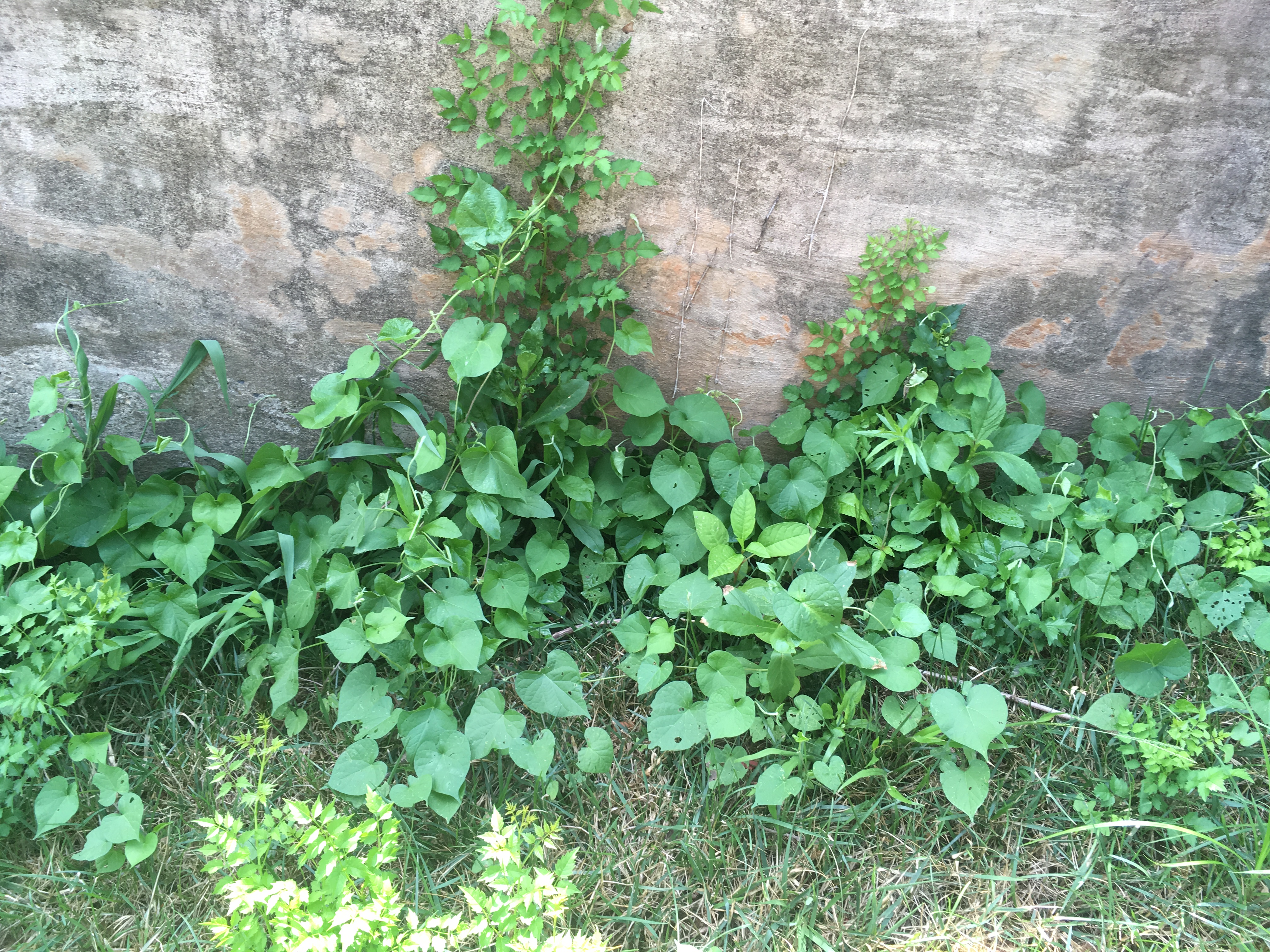 More invasive weeds that sprang up unchecked...yet I'm paying for anti-weed control.