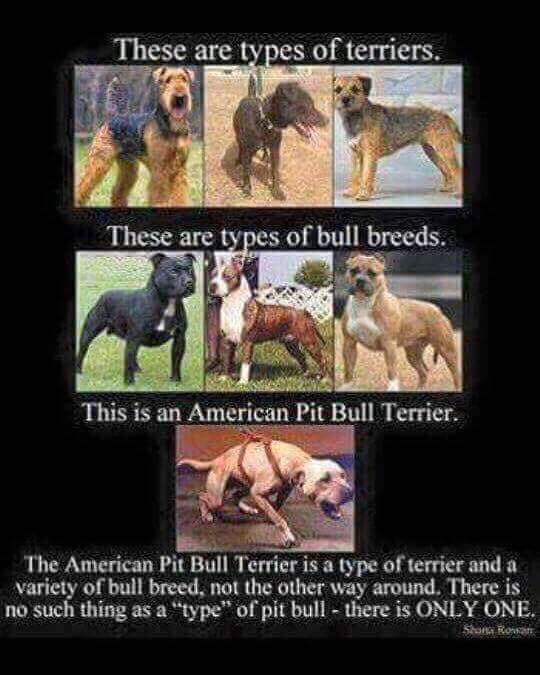 PIT BULLS ARE GAME BRED