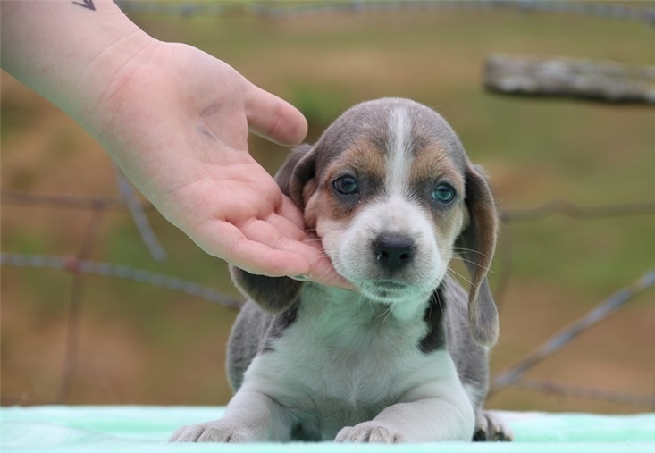 Pic of puppy in website 