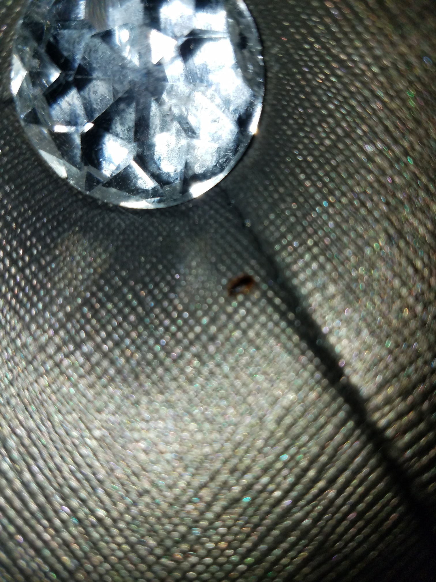 Bed bug trying to get back under button