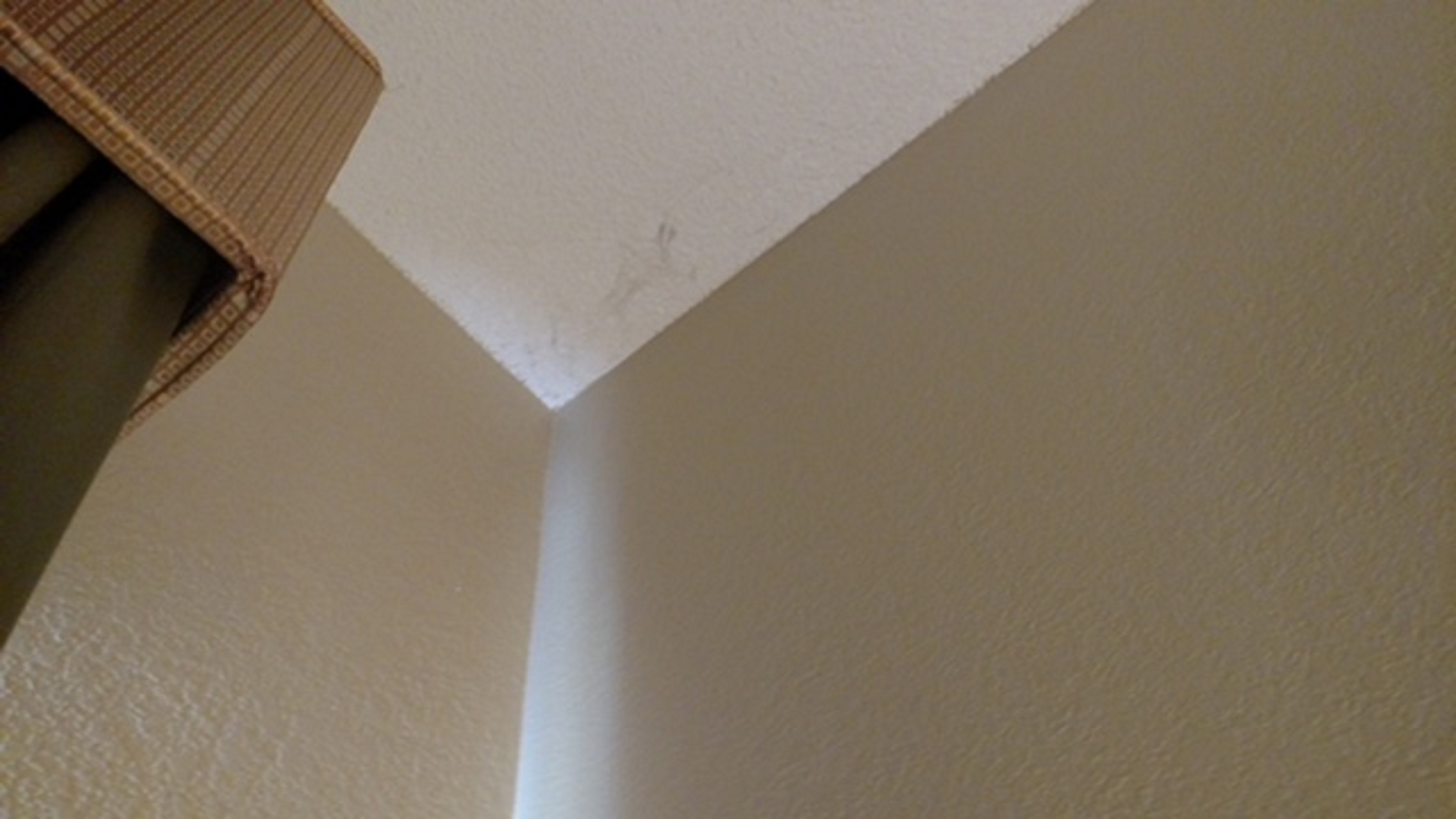 ceiling over bed bugs nest