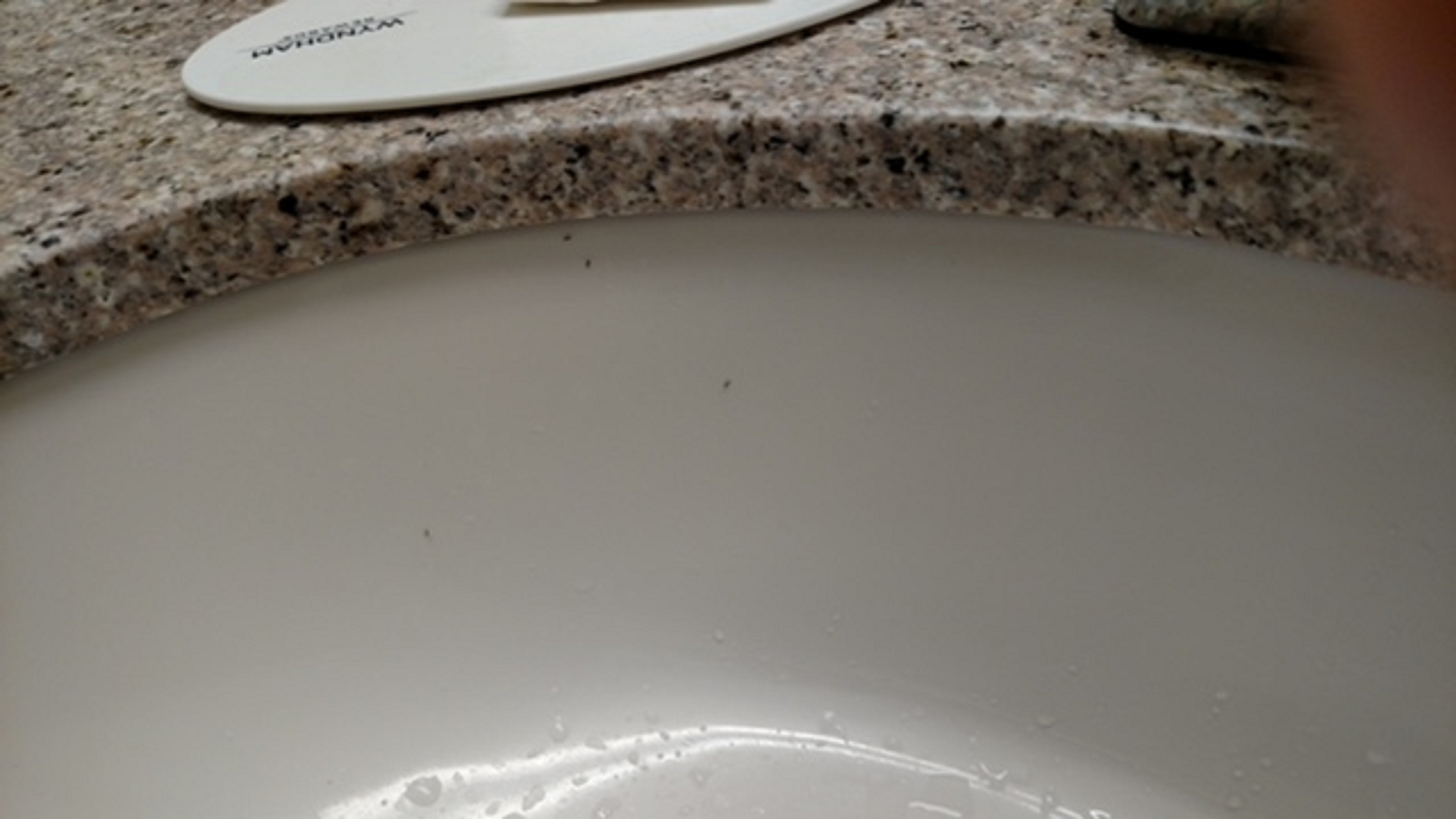 sink with ants