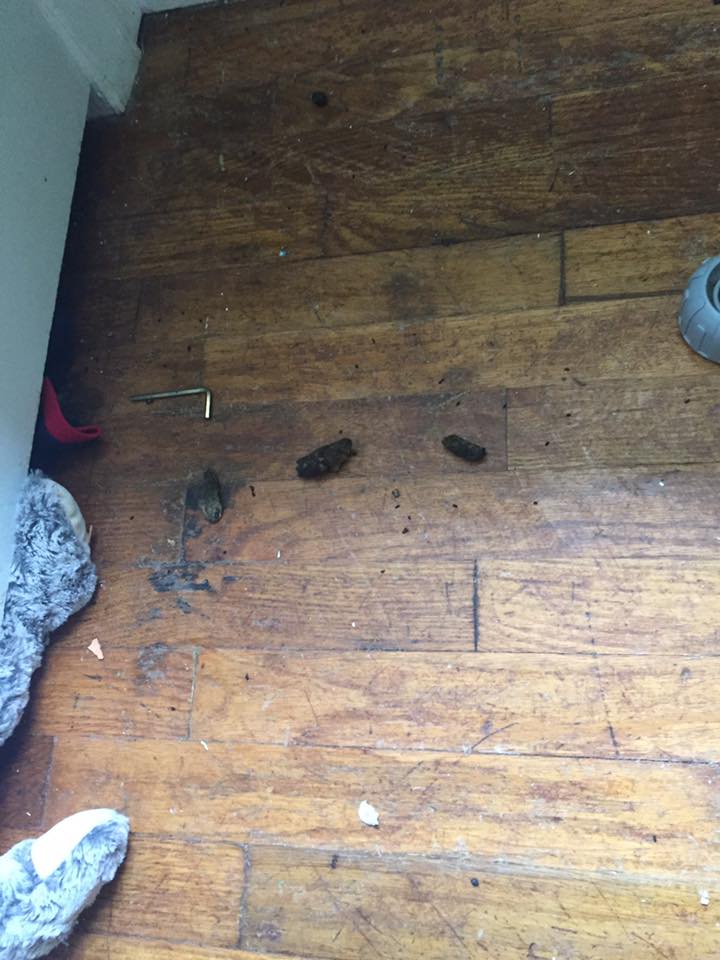 Dog poop from the room that had a crib in it