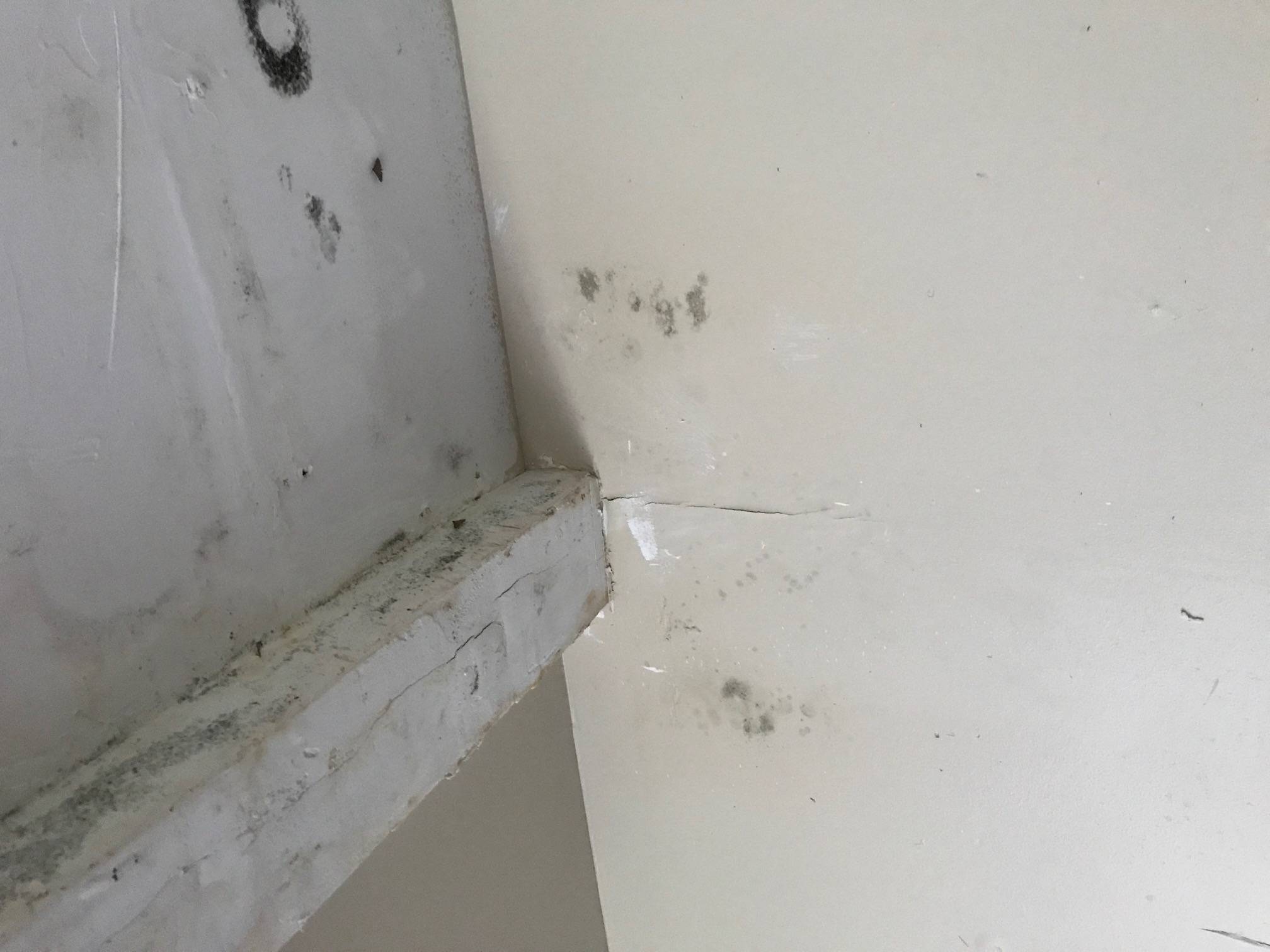 Mold returns after vendors paint over it