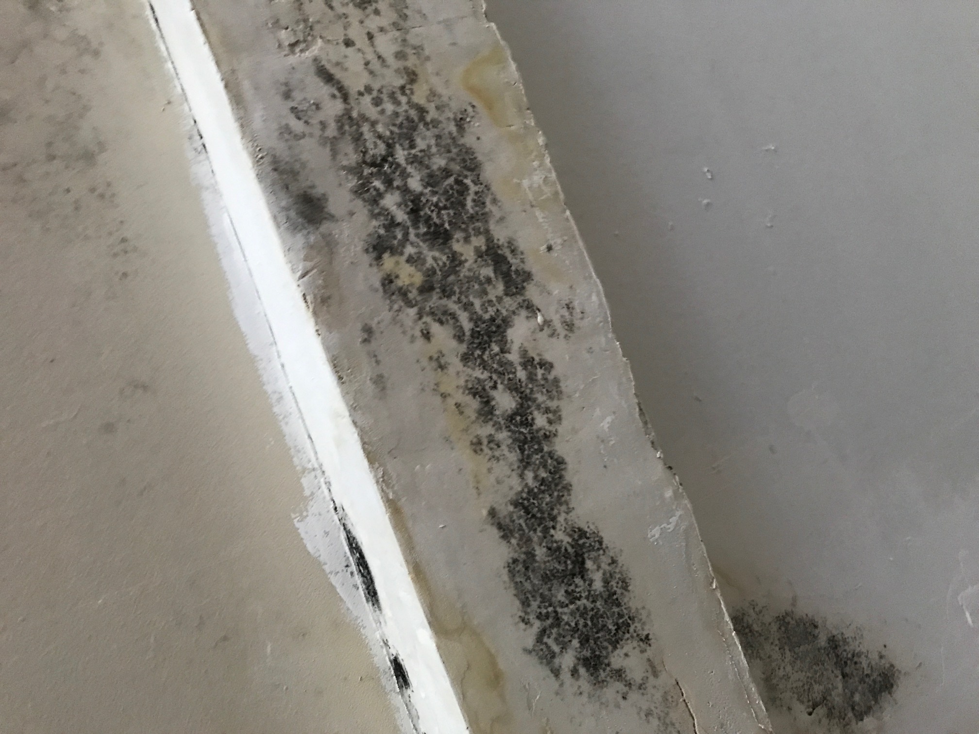 Mold returns after vendors paint over it