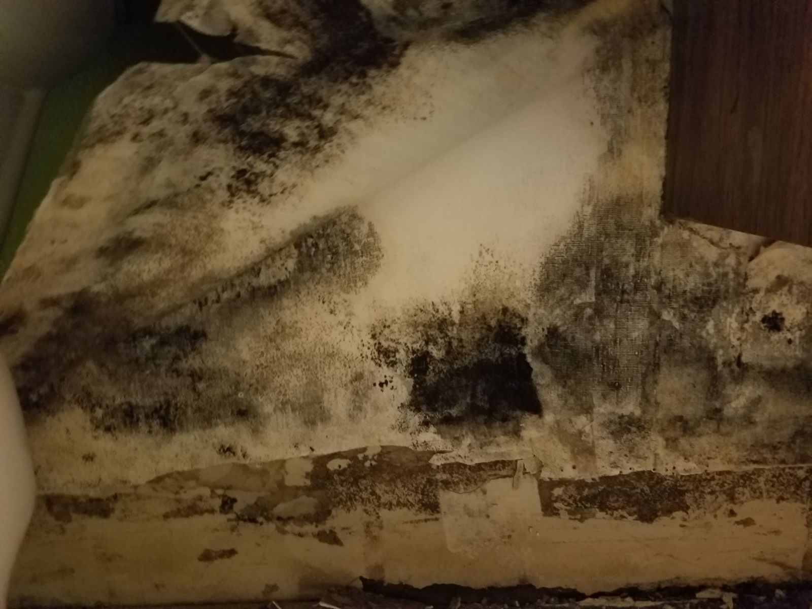 Bathroom Mold Steve neglected to find