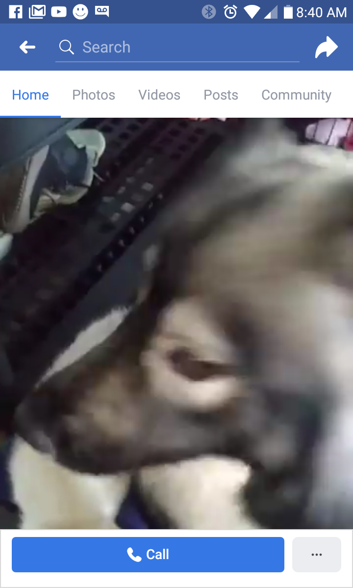 Screenshot from the video she posted of puppies