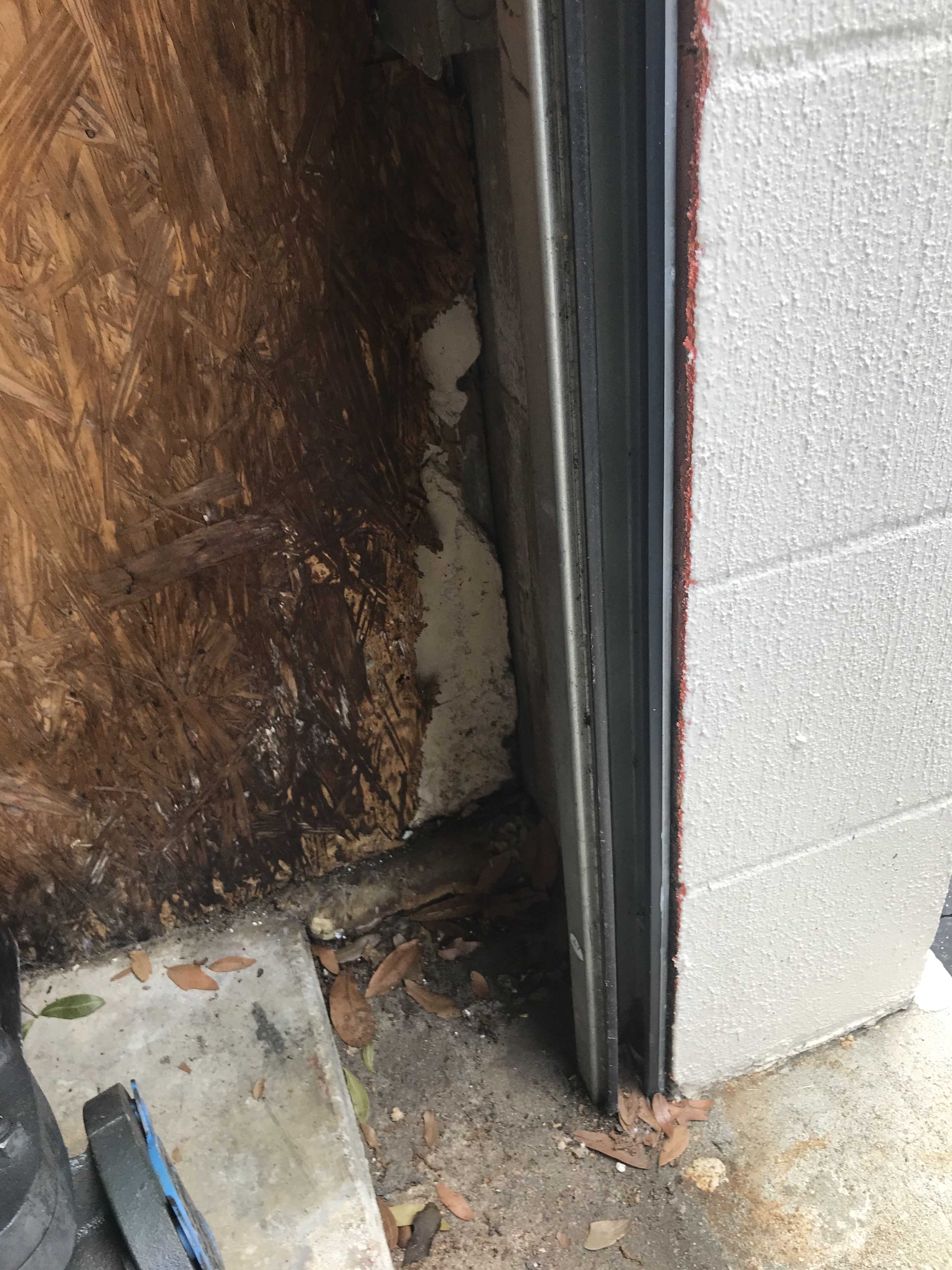 Mold and rotten wood