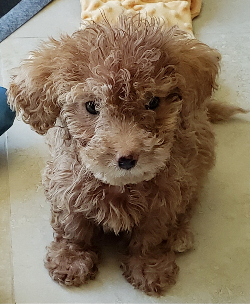Puppy sold to us as mini labrodoodle