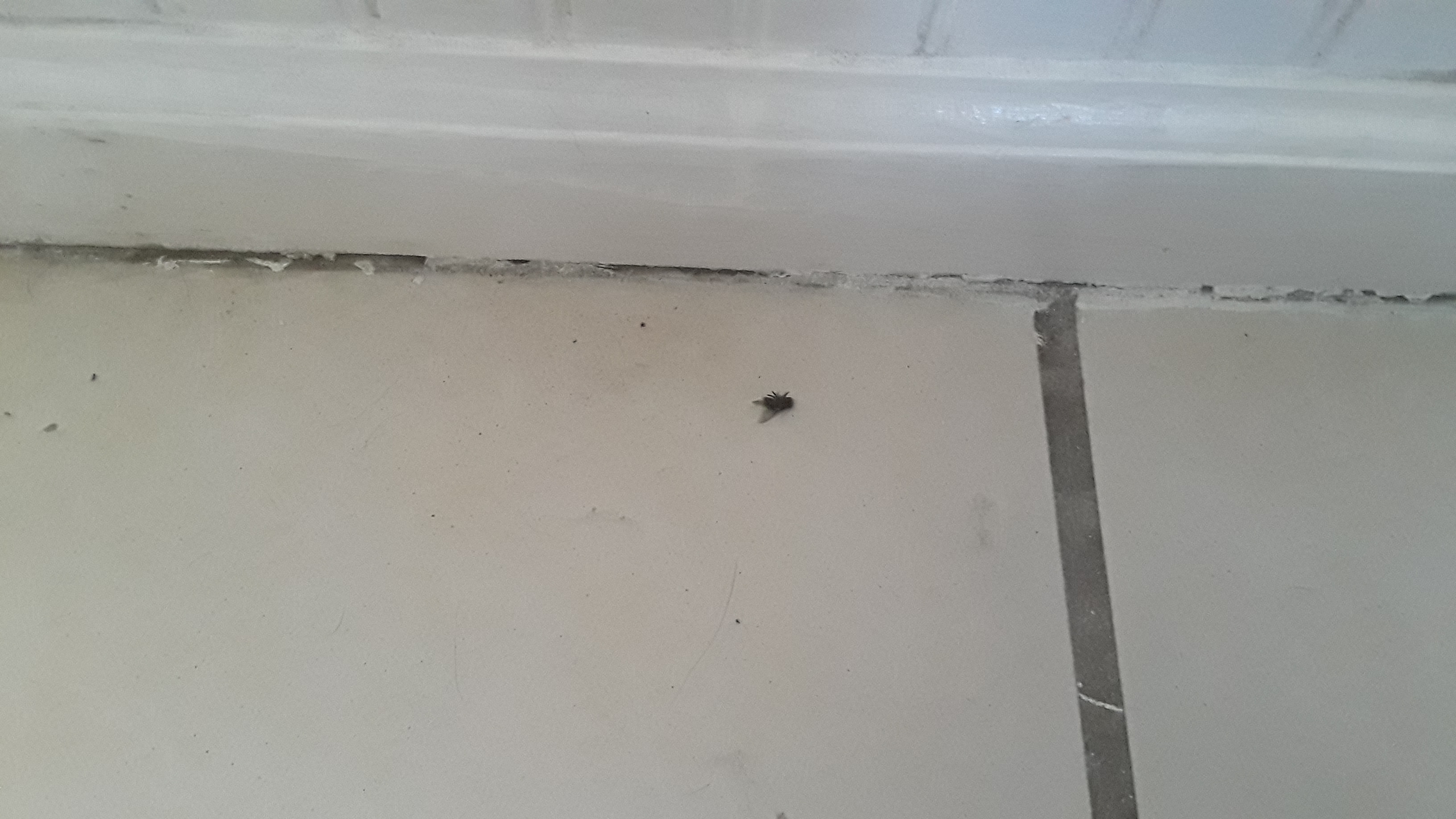 Left flies in the house 