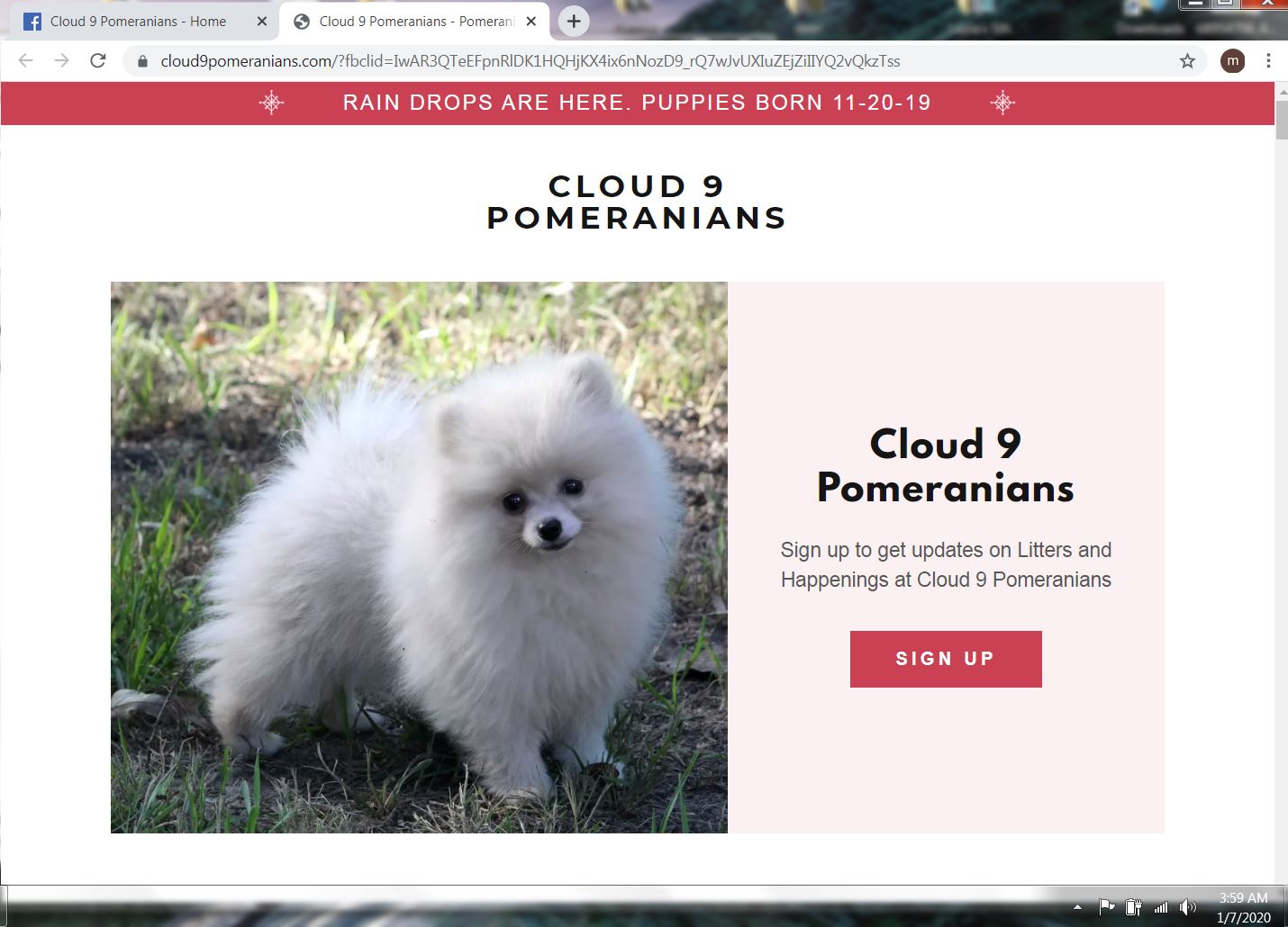 cloud 9 pomeranians 1