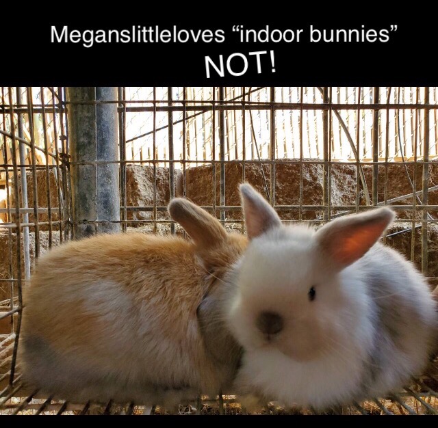 lies about bunnies housing