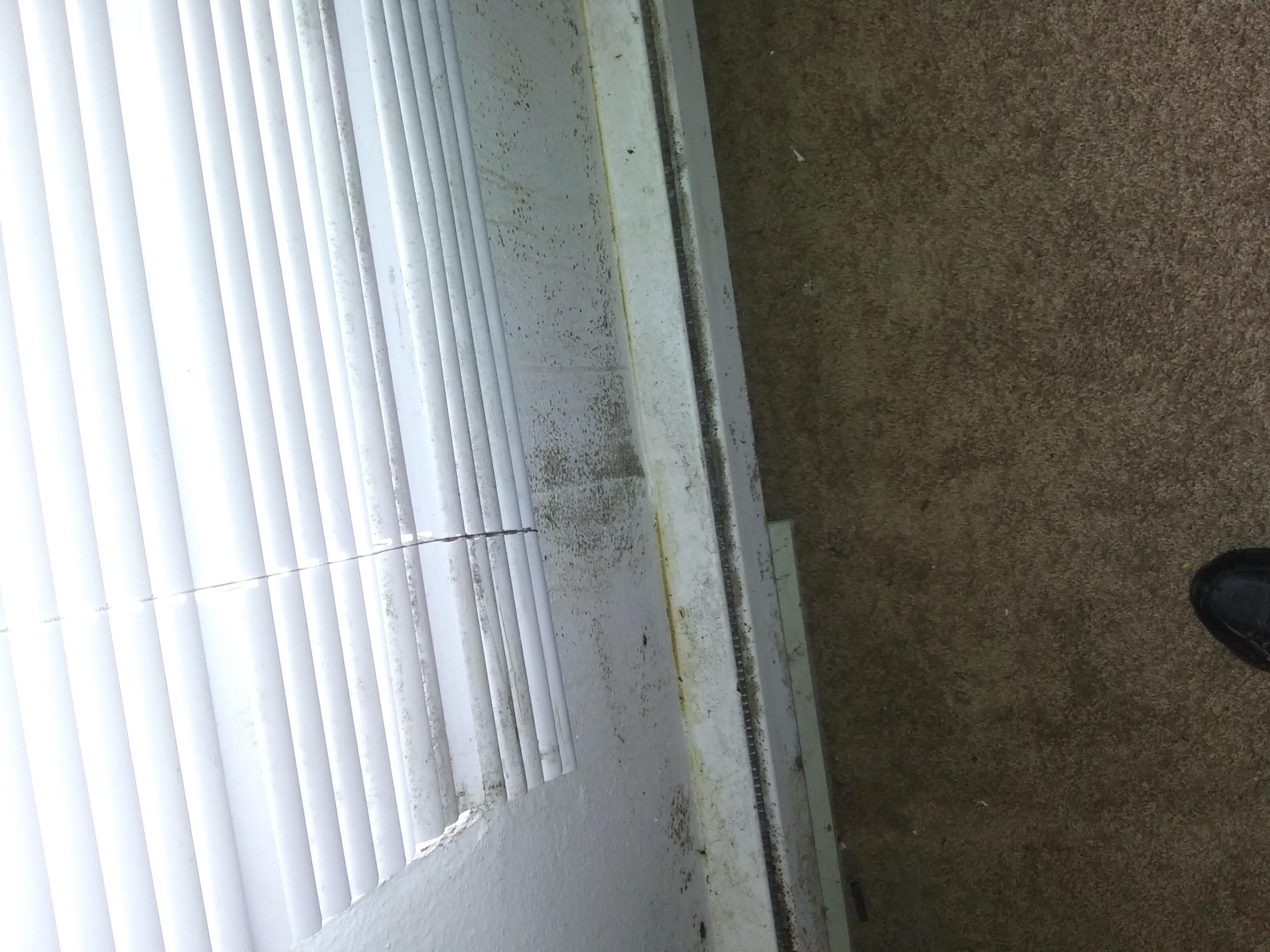 mold on blinds despite bleaching every year