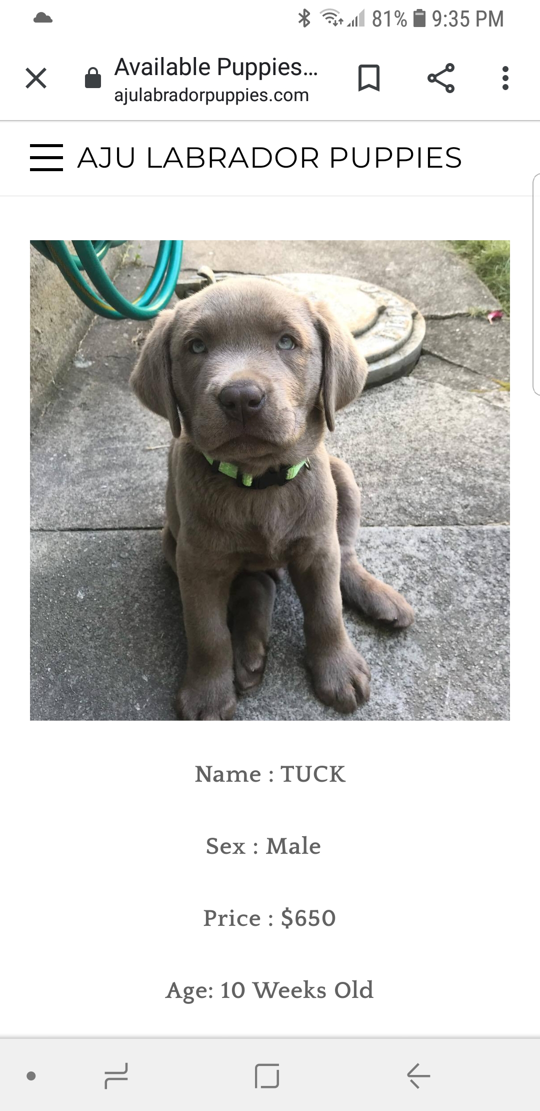 One of the pups "for sale" on their website