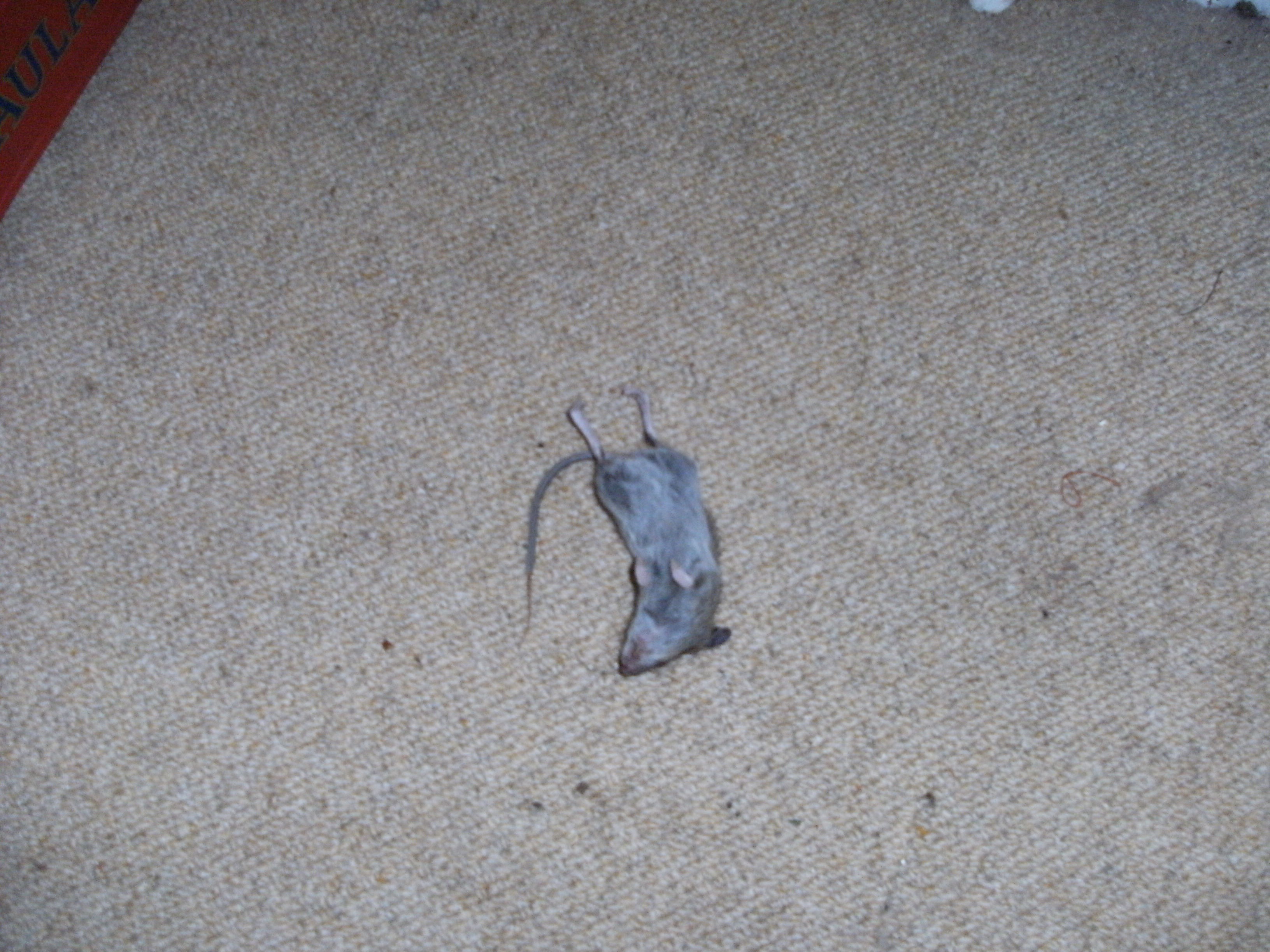 Mice in my frount room floor 