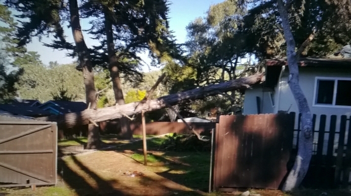 14000 lb tree on house