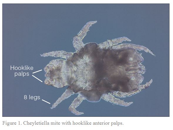 This is what the mites look like