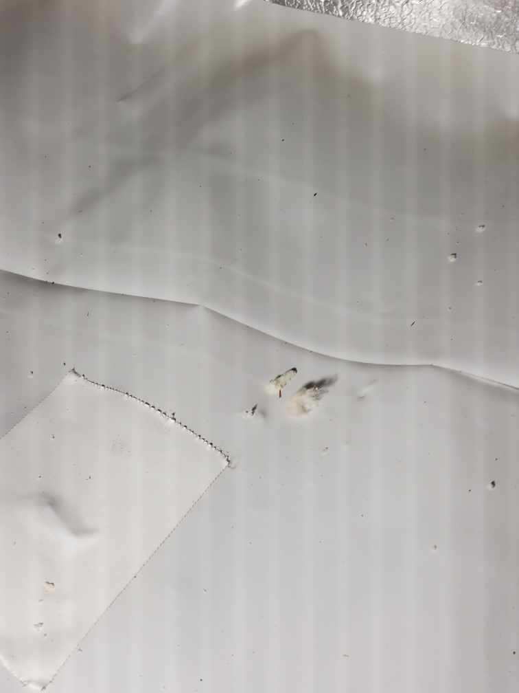 Fiberglass on vapor barrier in crawlspace