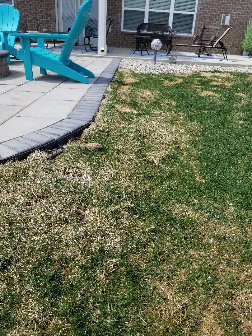uneven patio/ dying grass