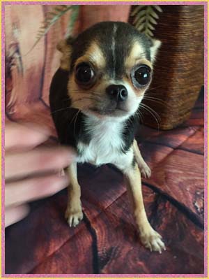 Applehead dollface unique chihuahuas by honest Breeder who tries these days  to avoid crazy people 