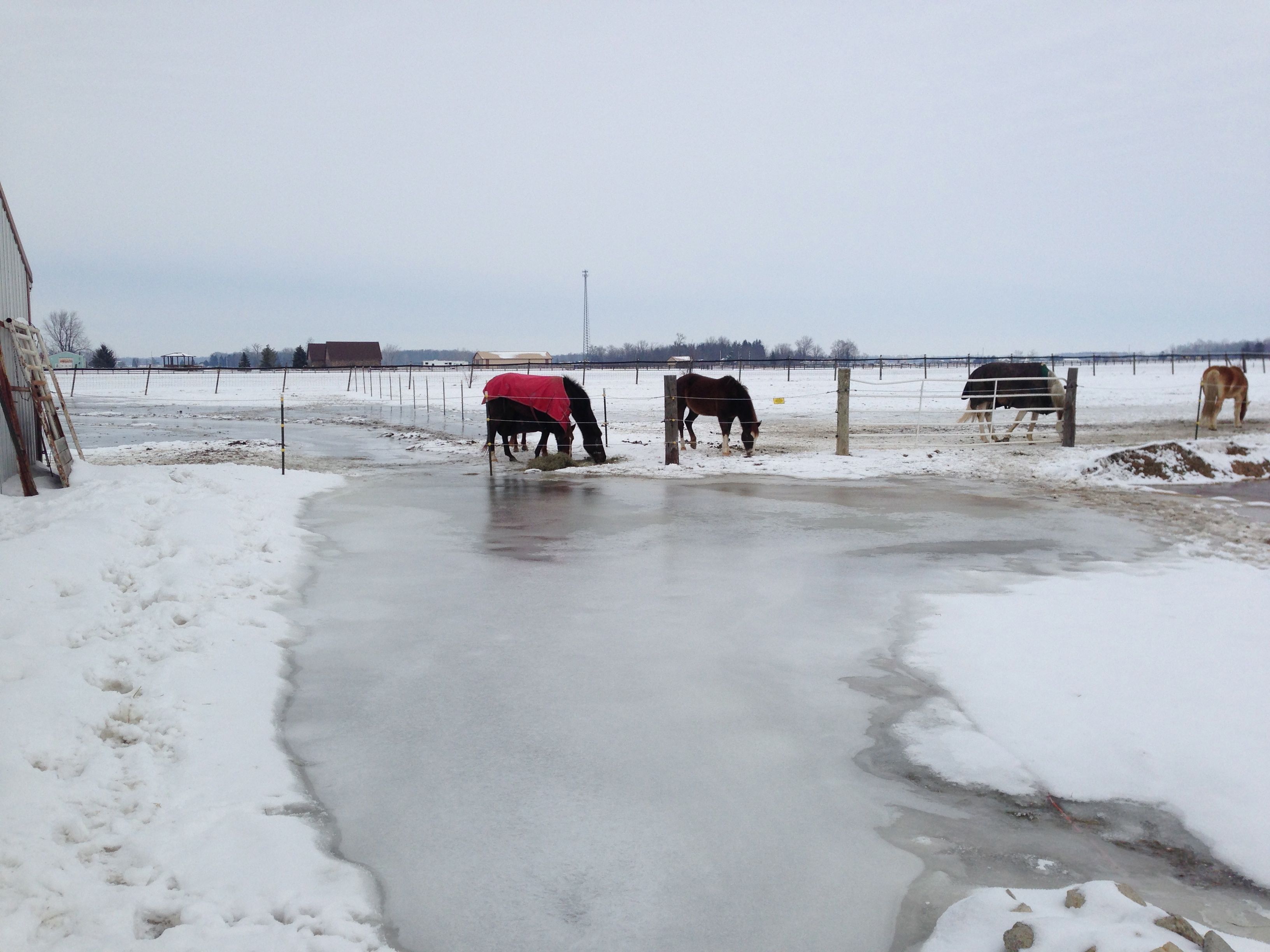 Horses standing on icy pasture with no shelter. 