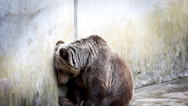 This bear sits in this pit day after day wasting away. 