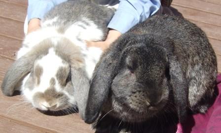 our holland lops from OneStopLop