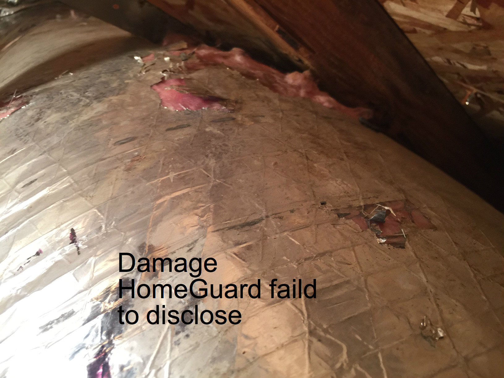 damage they failed to disclose-inital evidence of massive infestation