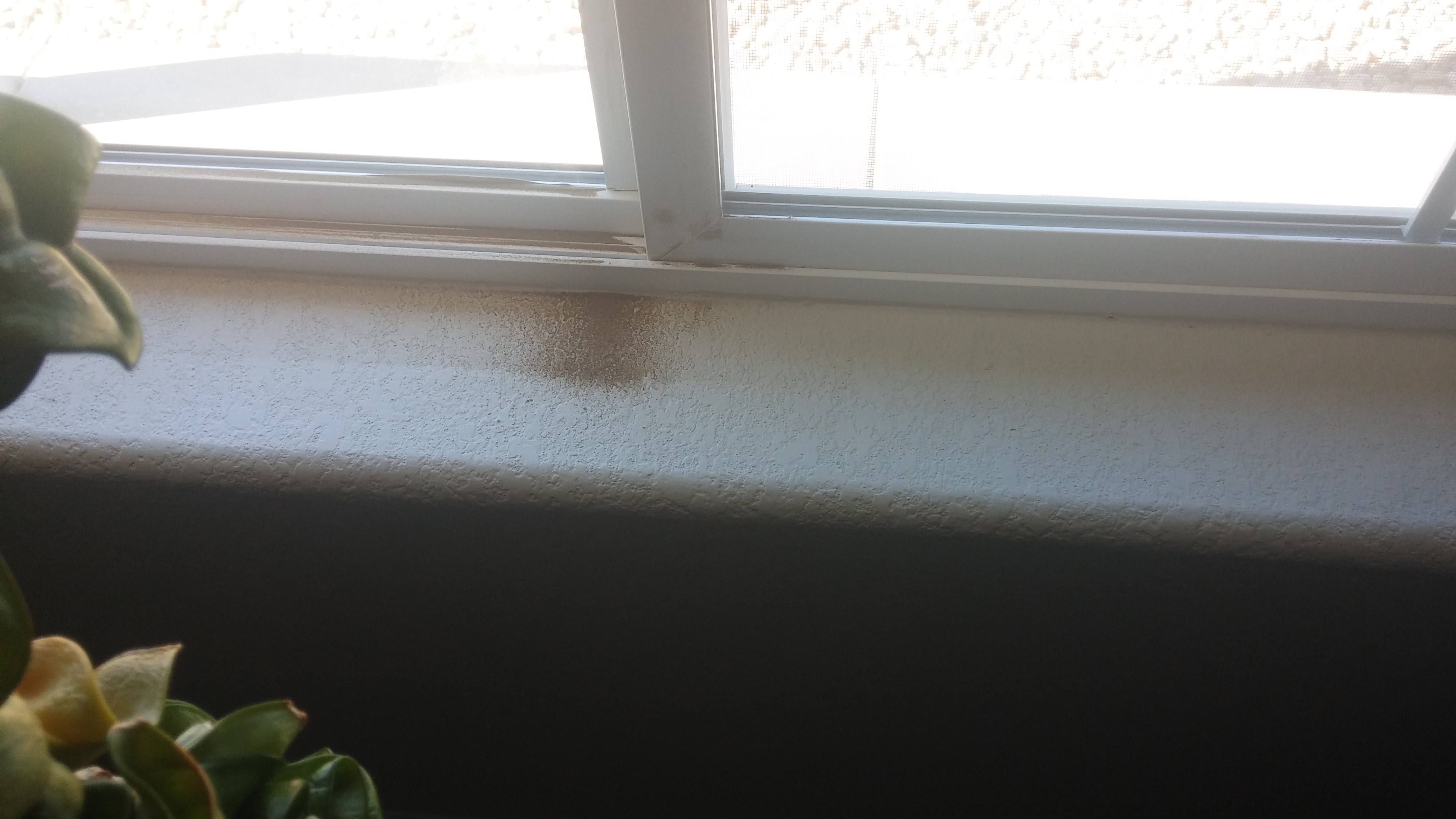 Window dirt in 25-30 m.p,h. gusts