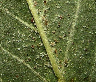 organic-green-premium-clones-root-aphids
