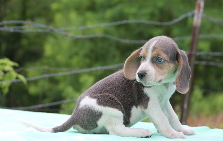 Pic of puppy on website 