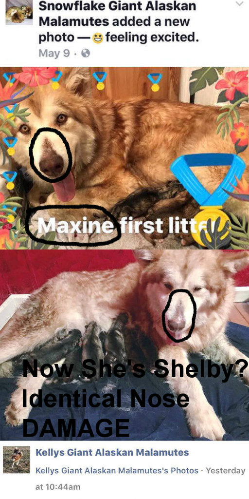 Comparison of Maxine&Shelby Identical Nose Damage