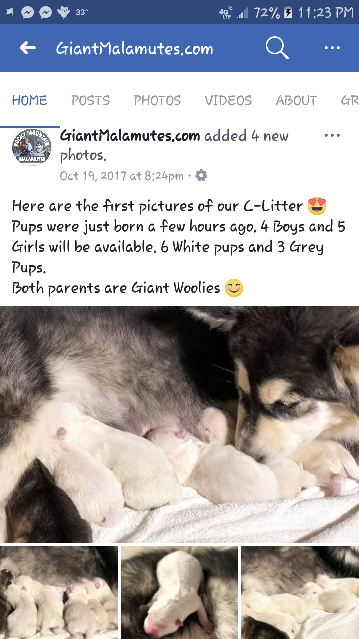 8 month old mother with her litter