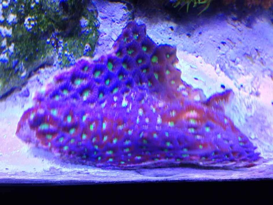 picture of coral as received quite different