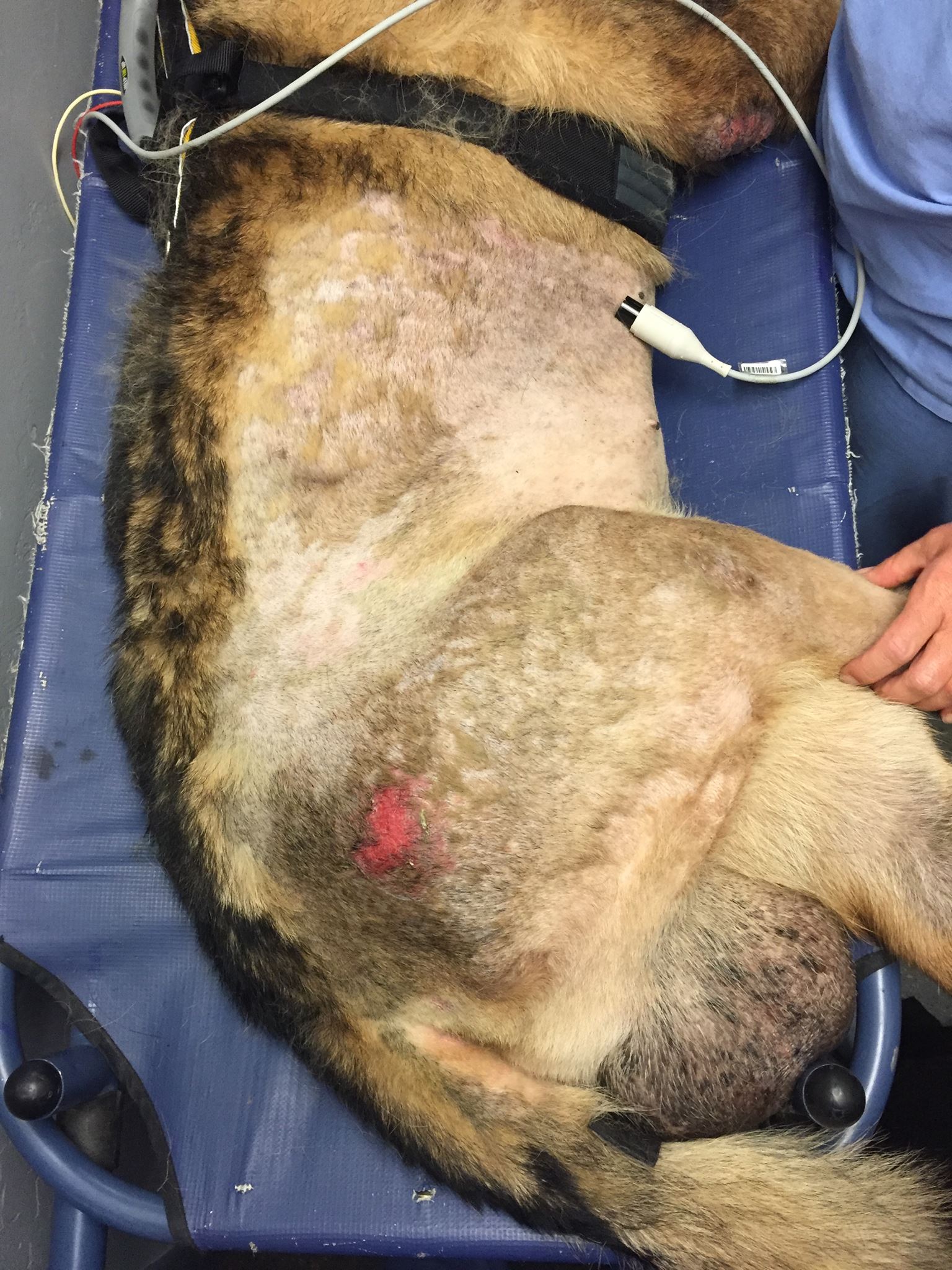 German Shepherd after stay at CV before surgery
