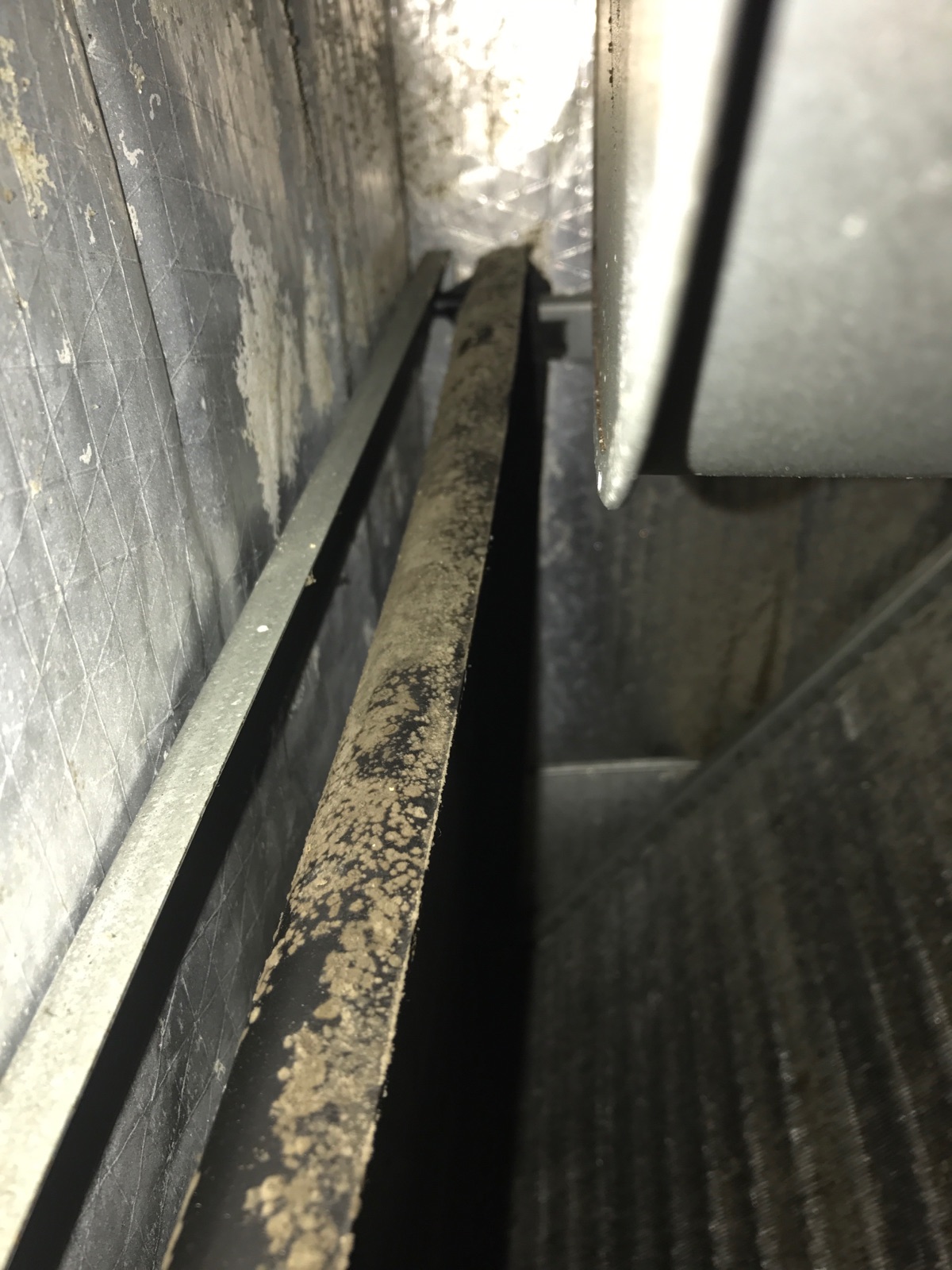Fungus and Mold in Unit 2 