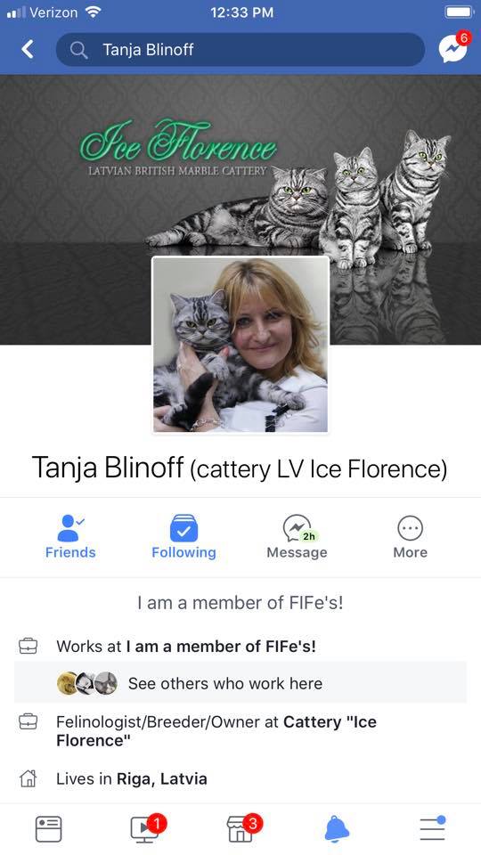 Ice Florence British cattery- SCAM