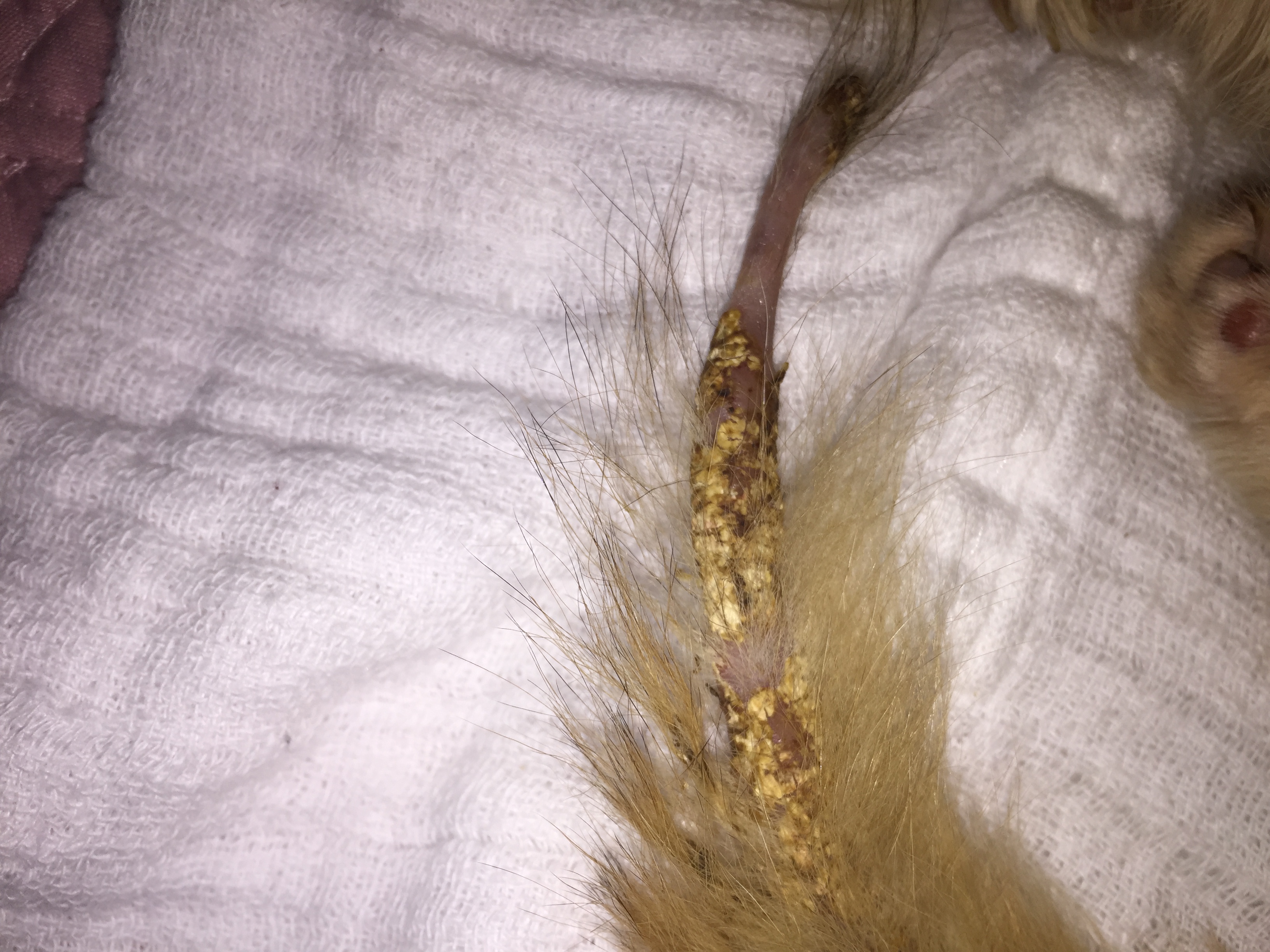 Hairless tail covered in scabs
