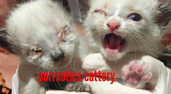 These are the kittens from Anna gomez purrxotics s