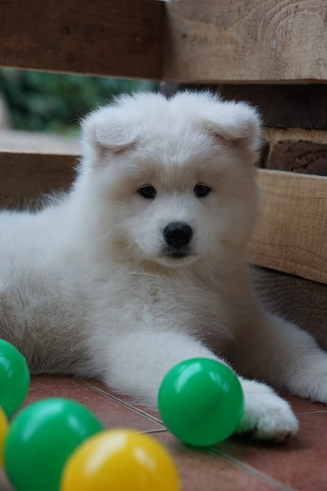 This is Snow the puppy I purchased for $750.00