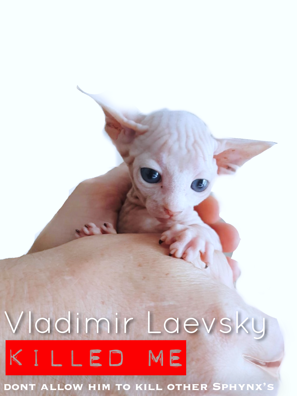 Vladimir Laevsky staten island Gorgeous Sphynx cat
