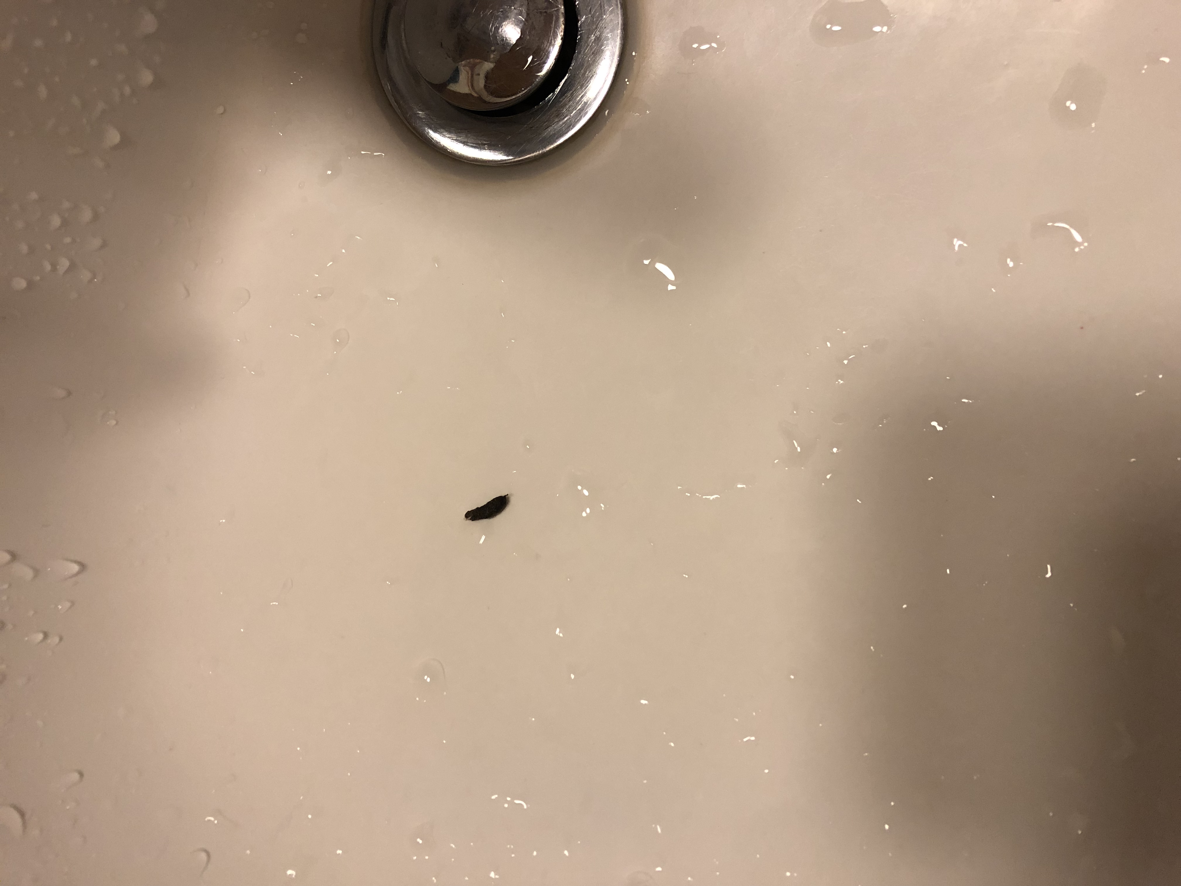 Mice dropping in sink 
