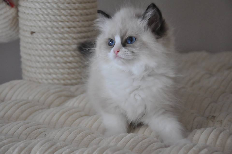 Pic of kitten 